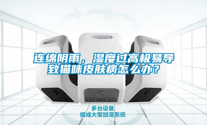 連綿陰雨，濕度過高極易導(dǎo)致貓咪皮膚病怎么辦？