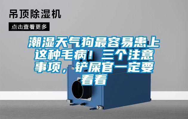 潮濕天氣狗最容易患上這種毛??！三個注意事項，鏟屎官一定要看看