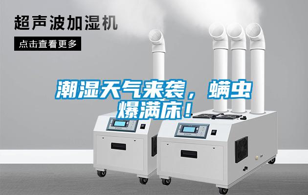 潮濕天氣來襲，螨蟲爆滿床！