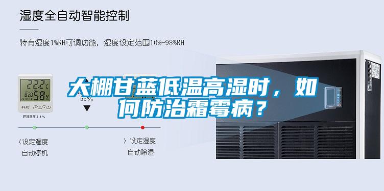 大棚甘藍低溫高濕時，如何防治霜霉?。?></div>
								<div   id=