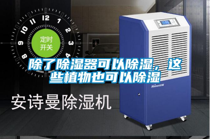 除了除濕器可以除濕，這些植物也可以除濕